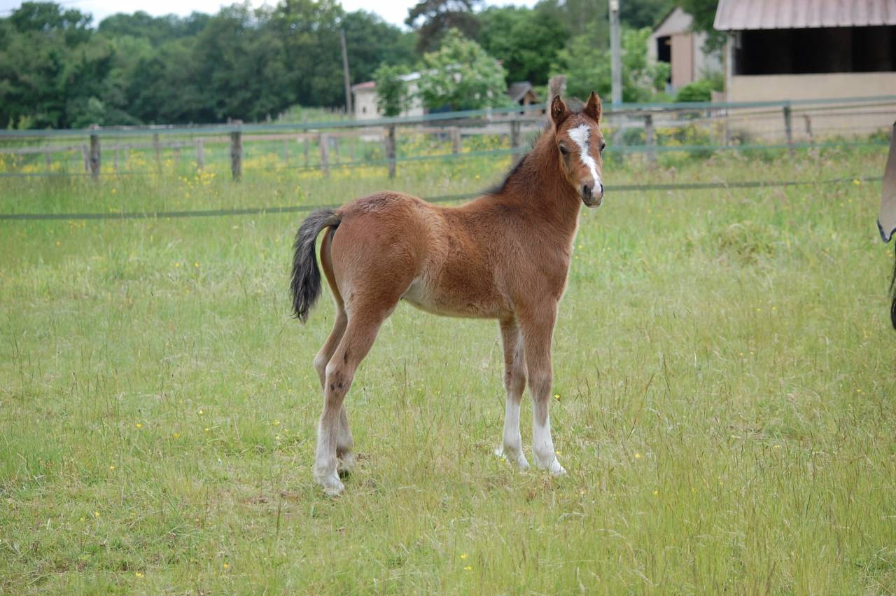 POULAIN WELSH PB POUR SPORT