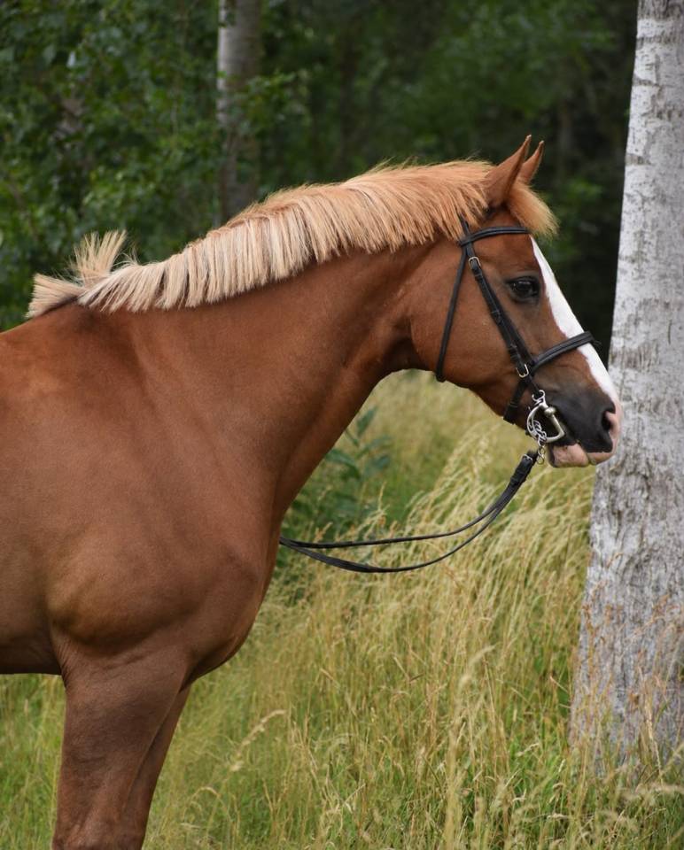 Cheval de compagnie a vendre