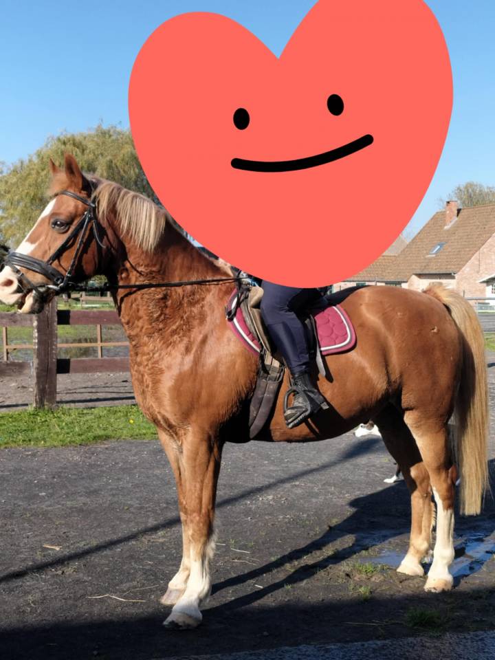 Cheval de compagnie a vendre