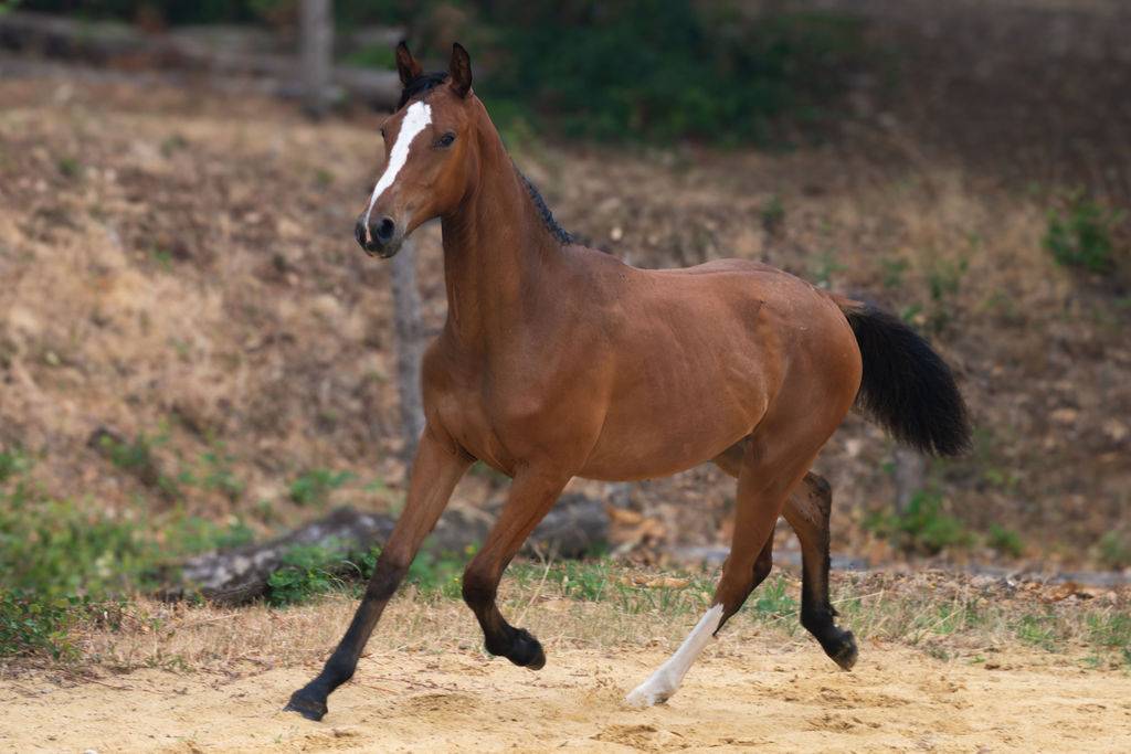 Pouliche selle fran&ccedil;ais par Contre Bellini x Canturo 