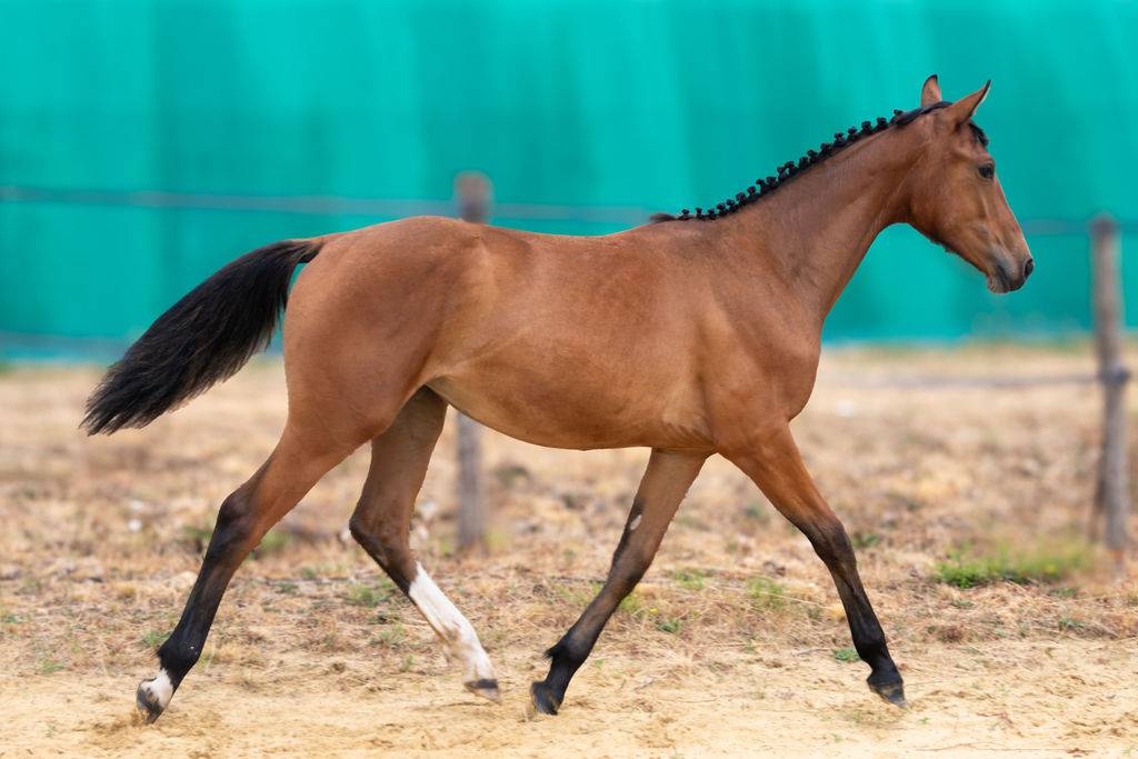 Pouliche selle fran&ccedil;ais par Contre Bellini x Canturo 