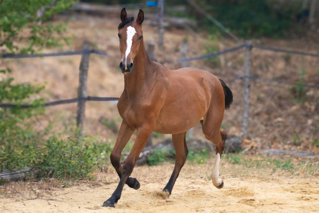 Pouliche selle fran&ccedil;ais par Contre Bellini x Canturo 