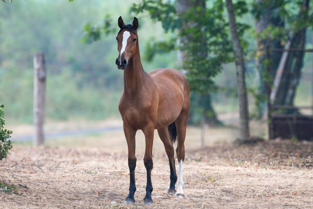 Pouliche selle fran&ccedil;ais par Contre Bellini x Canturo 