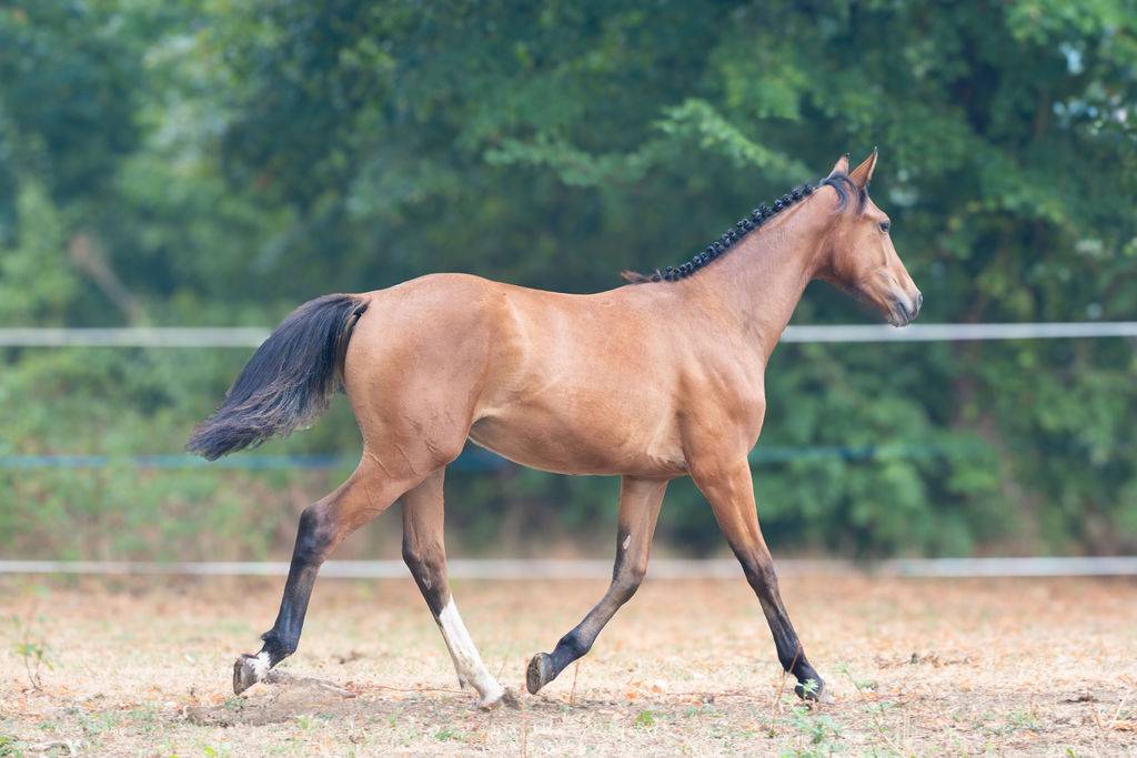 Pouliche selle fran&ccedil;ais par Contre Bellini x Canturo 