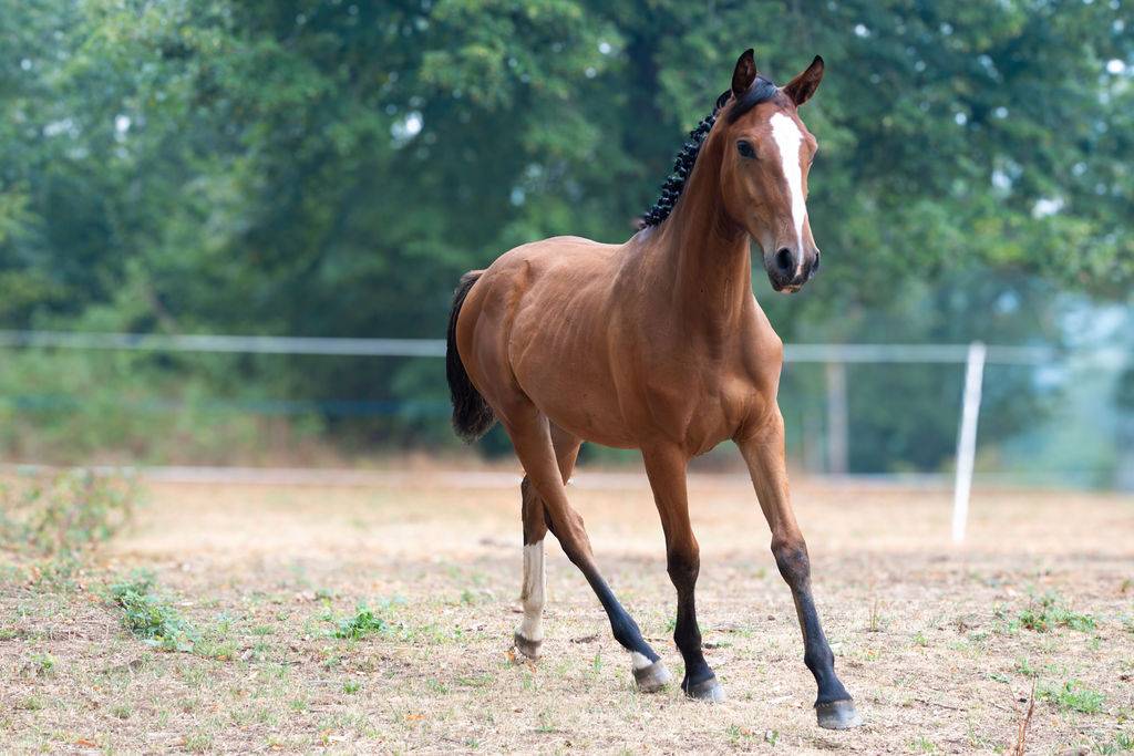 Pouliche selle fran&ccedil;ais par Contre Bellini x Canturo 