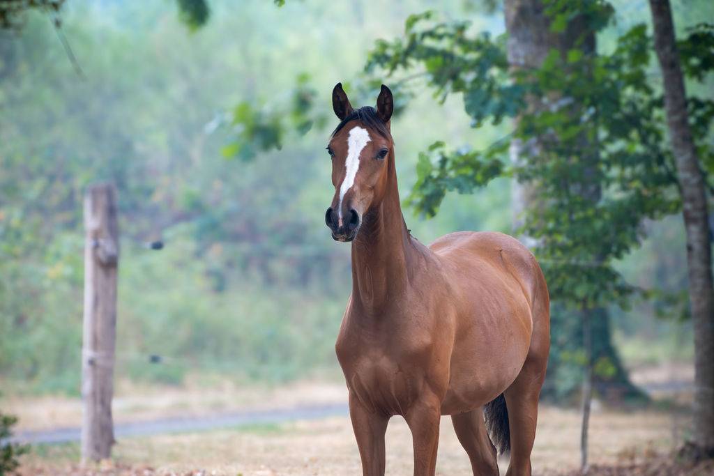 Pouliche selle fran&ccedil;ais par Contre Bellini x Canturo 