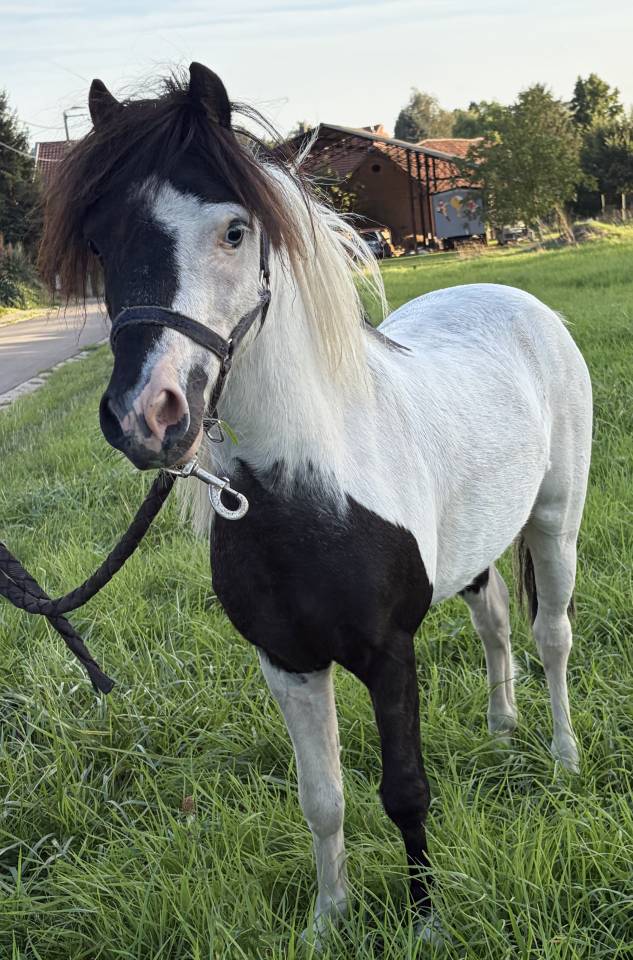 Etalon mini cheval am&eacute;ricain pp
