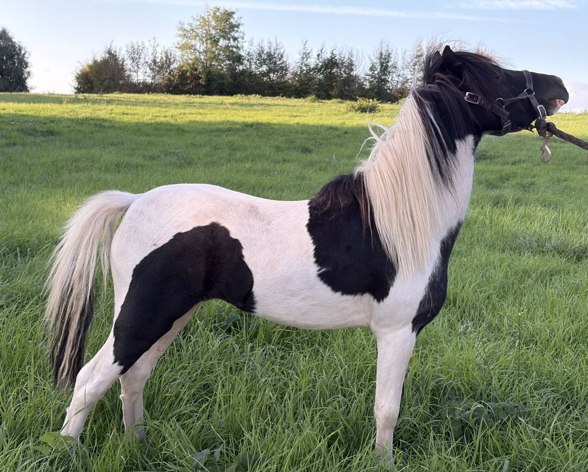 Etalon mini cheval am&eacute;ricain pp