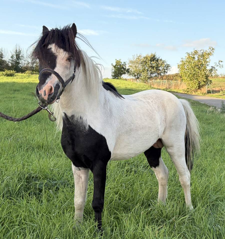 Etalon mini cheval am&eacute;ricain pp