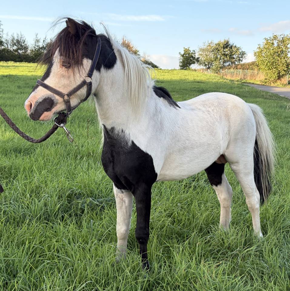 Etalon mini cheval am&eacute;ricain pp