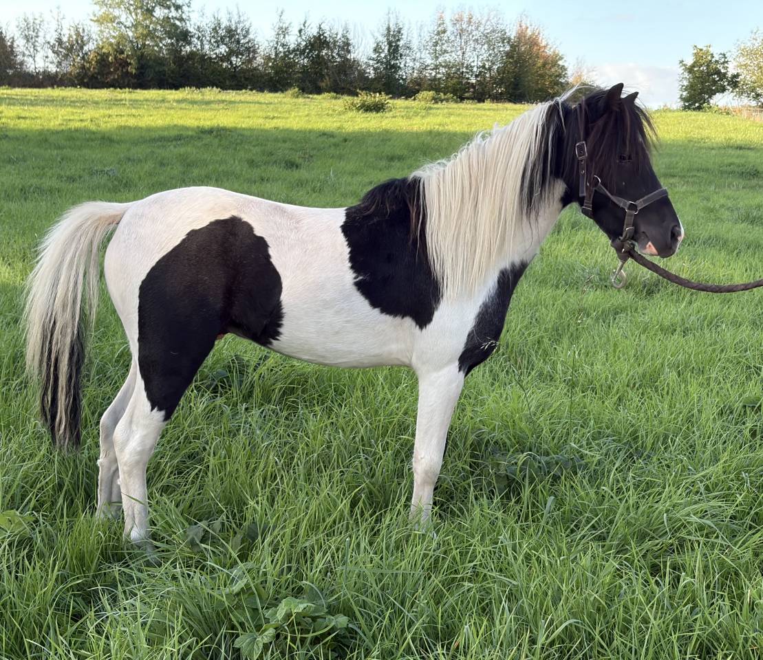 Etalon mini cheval am&eacute;ricain pp