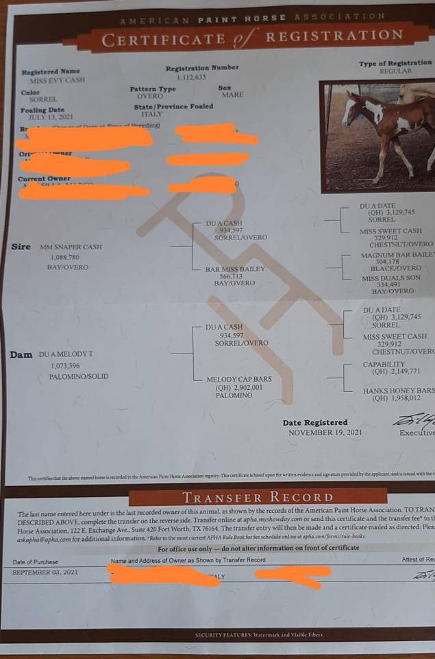 Jument Paint Horse A vendre 2021 Overo