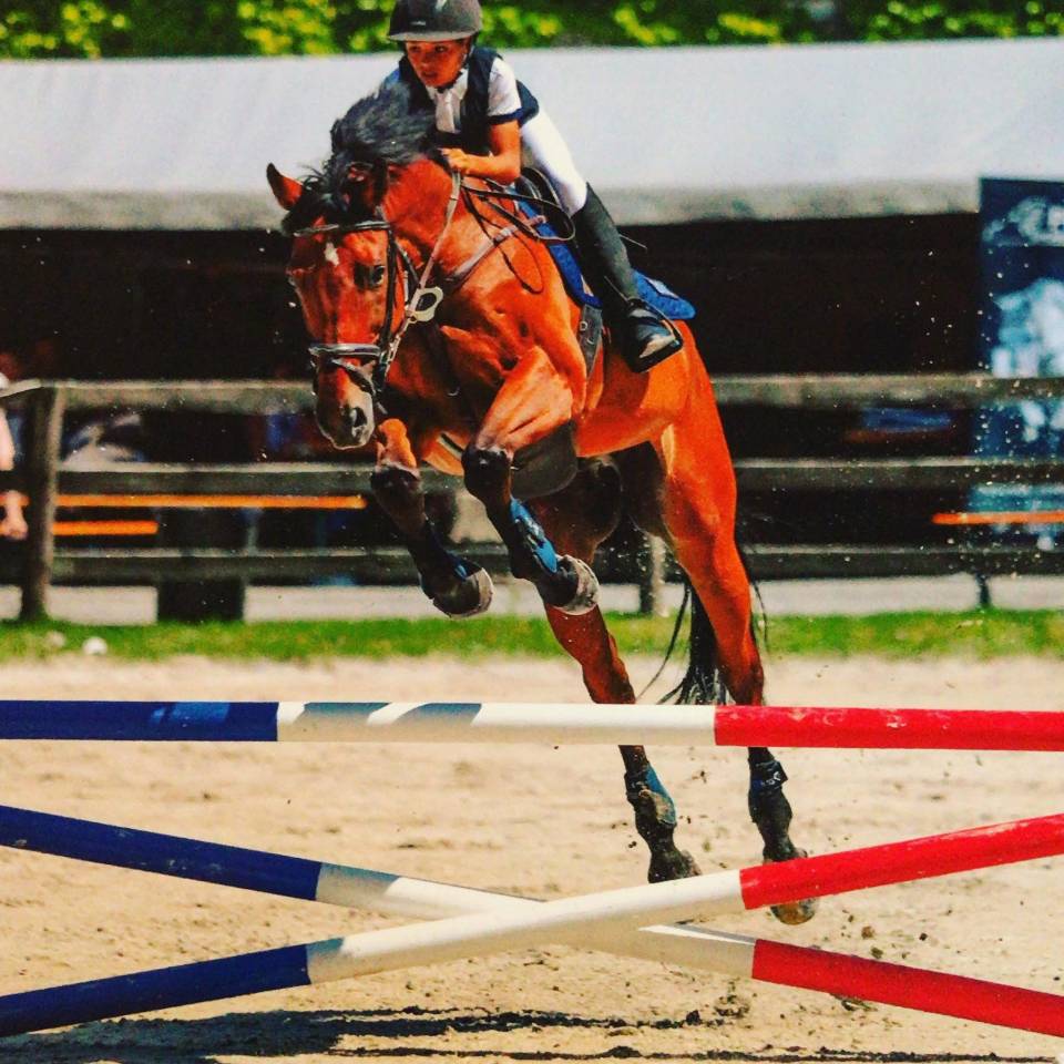 Hongre de 20 ans &ndash; Cheval polyvalent et exp&eacute;riment&eacute;