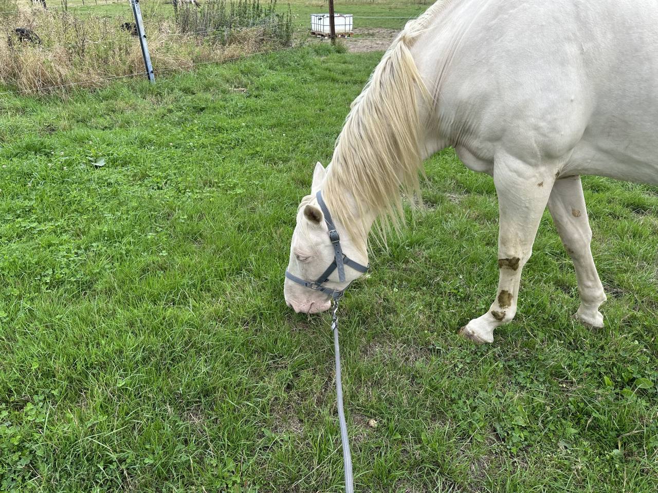 Jument Paint-Horse 5ans 