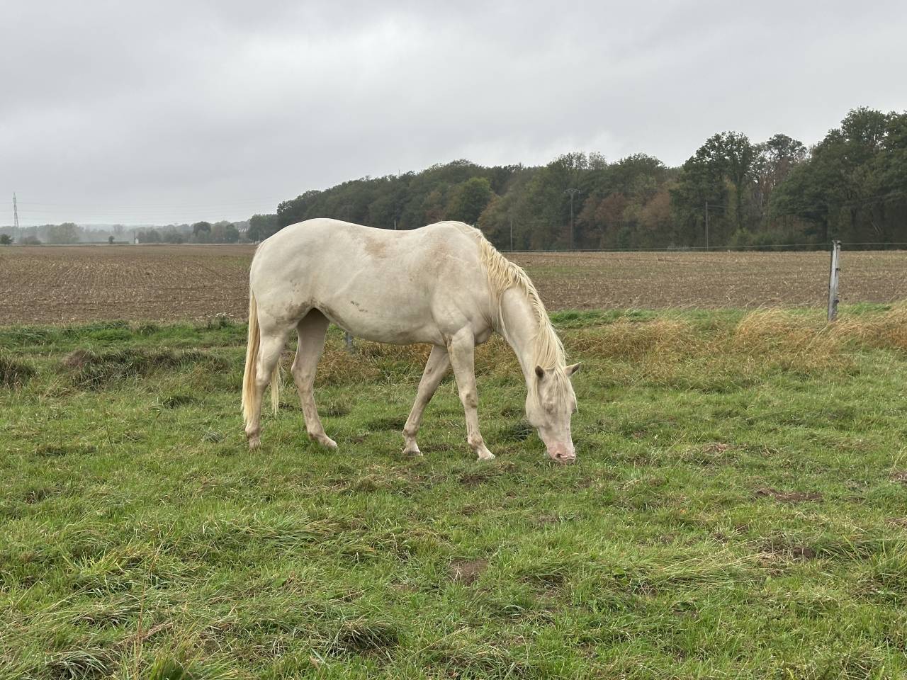 Jument Paint-Horse 5ans 