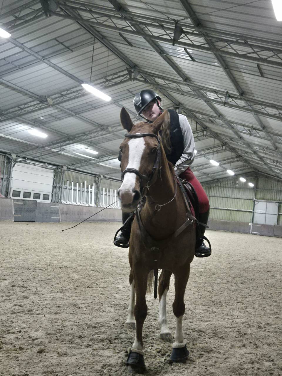 Jument kwpn alezane 2015