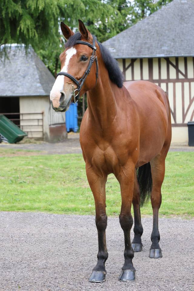 HAELY VD SNEPPE
