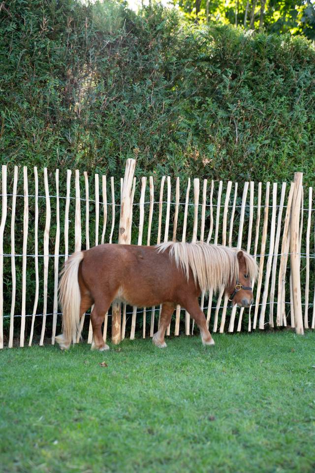 Poney m&acirc;le brun &ndash; 2 ans &ndash; 1.500 &euro;