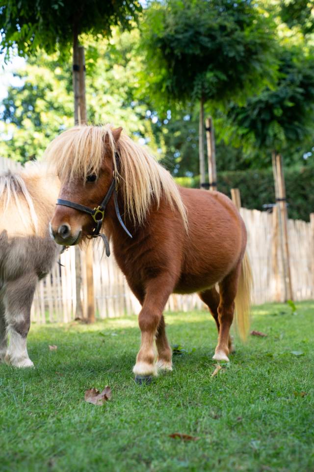 Poney m&acirc;le brun &ndash; 2 ans &ndash; 1.500 &euro;