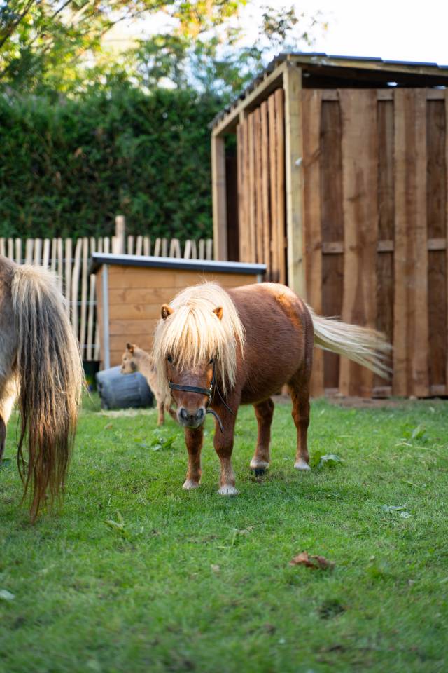 Poney m&acirc;le brun &ndash; 2 ans &ndash; 1.500 &euro;
