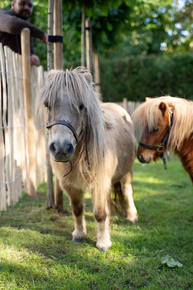 Ponette grise gestante &ndash; 13 ans &ndash; 2.000 &euro;
