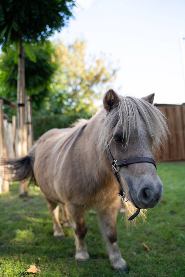 Ponette grise gestante &ndash; 13 ans &ndash; 2.000 &euro;