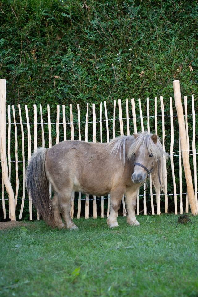Ponette grise gestante &ndash; 13 ans &ndash; 2.000 &euro;