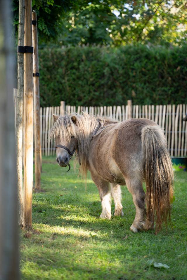 Ponette grise gestante &ndash; 13 ans &ndash; 2.000 &euro;
