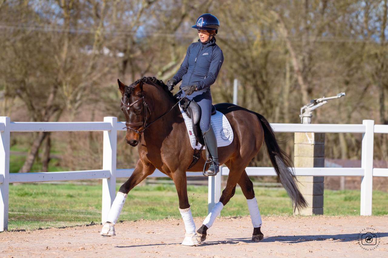 Hongre - Deutsches Reitpony - 6 ans - Dressage - France