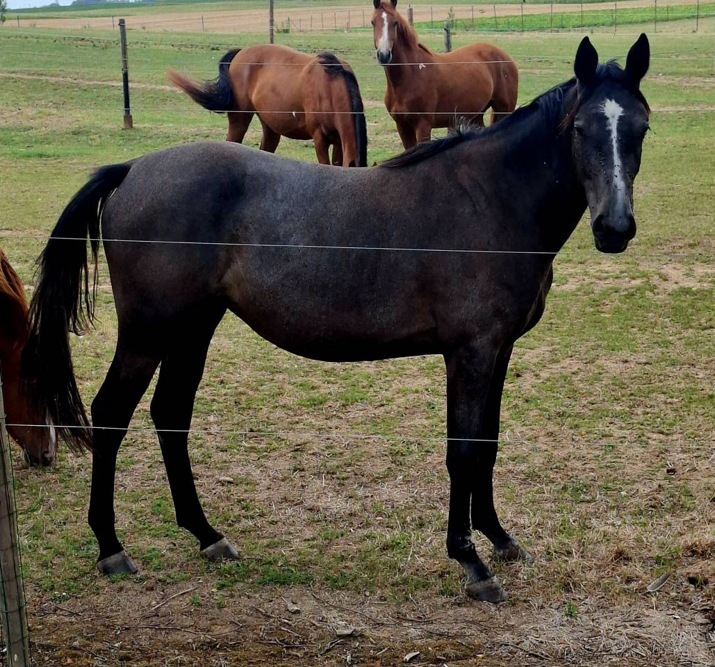 Pouliche SBS 2,5ans 