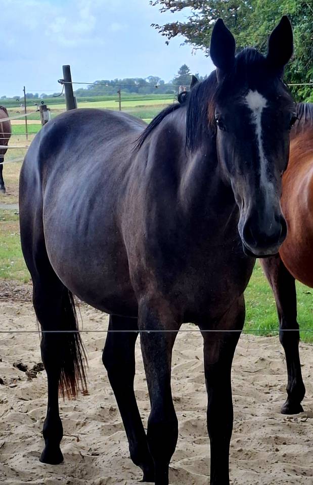 Pouliche SBS 2,5ans 