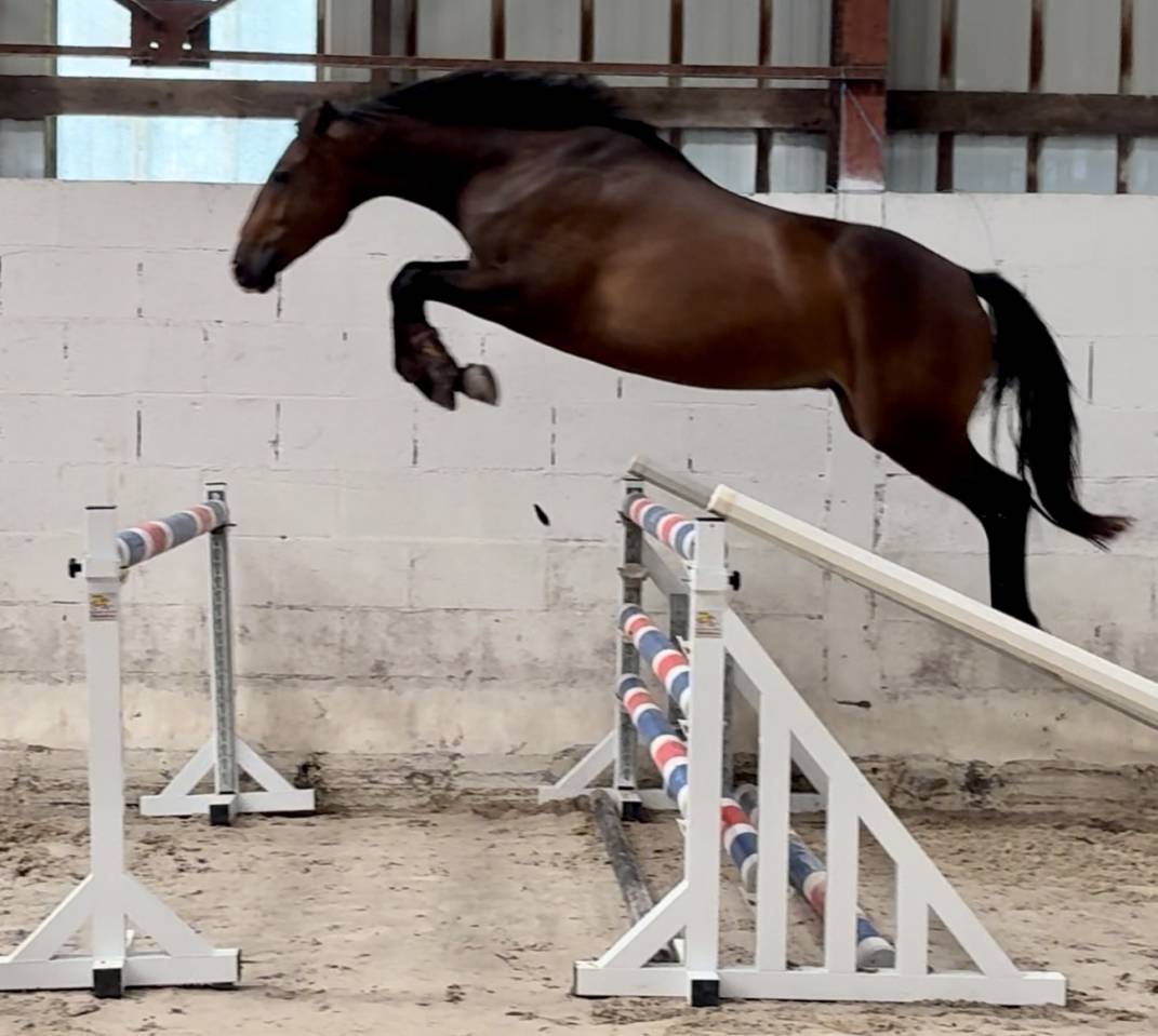 SF 3 ans hongre 1m65 top amateur 