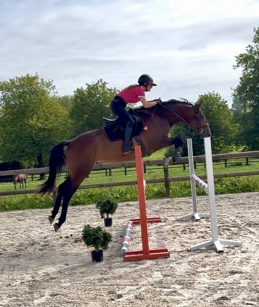 SF 3 ans hongre 1m65 top amateur 