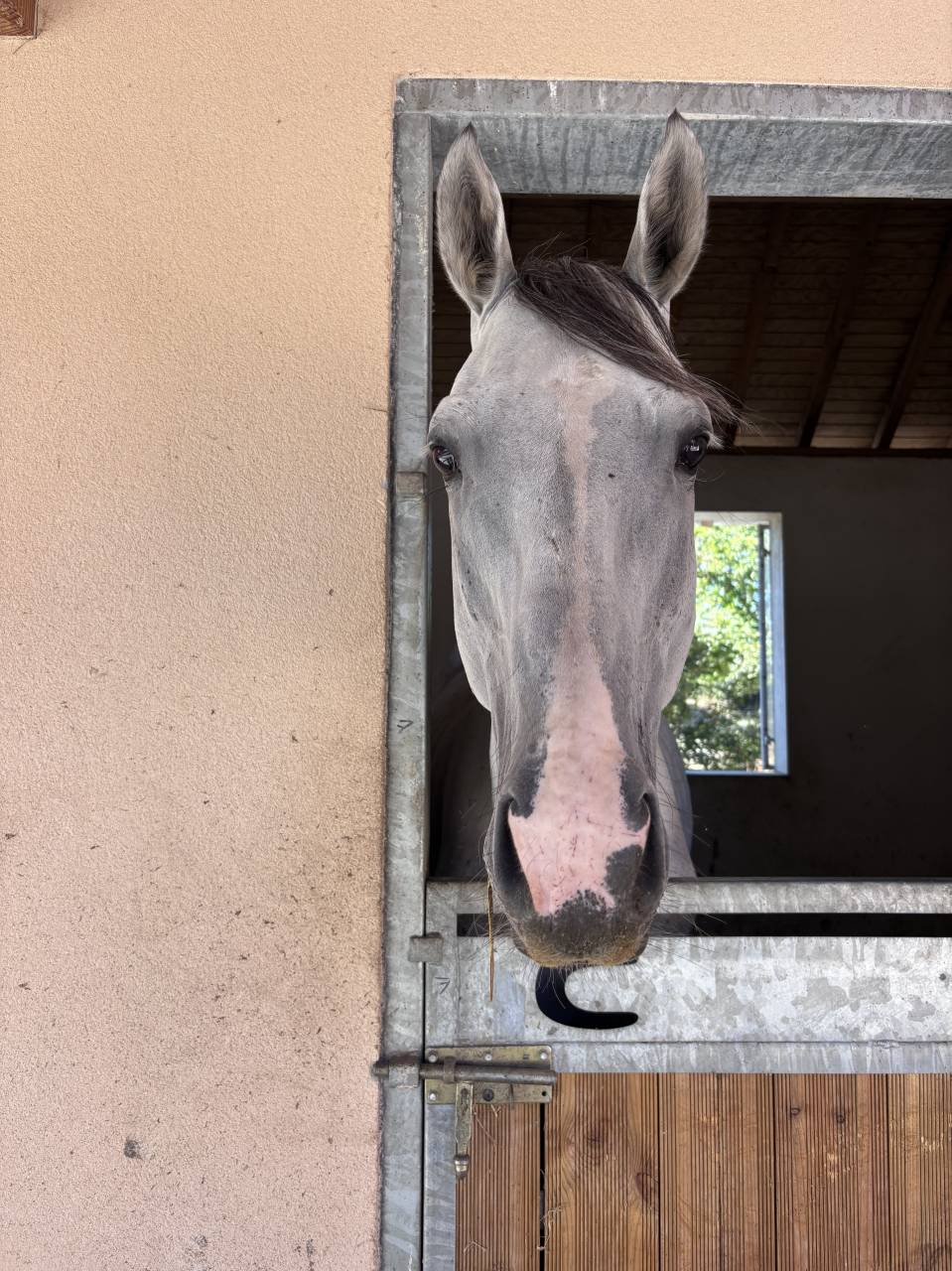 Cheval 5 ans urgent 