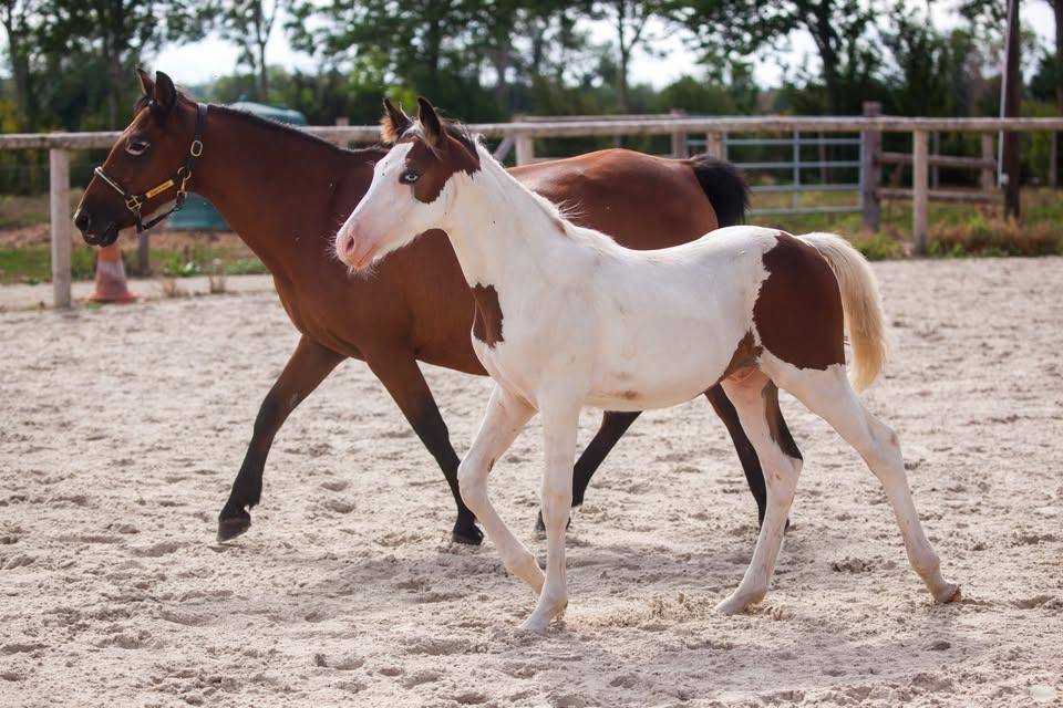 Ponette poulini&egrave;re New forest import&eacute;e de grande bretag