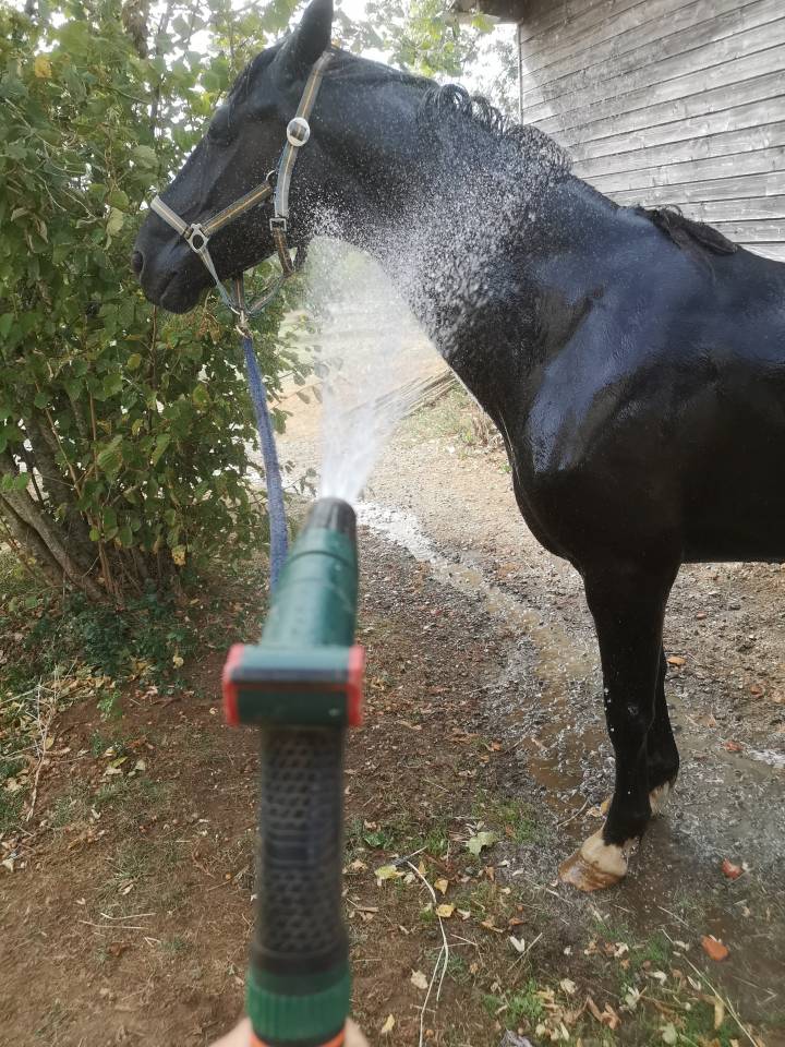 petit cheval noir