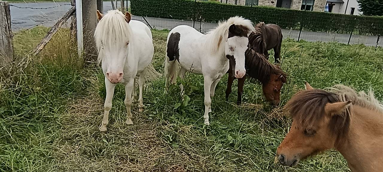 Hongre cheval miniature 
