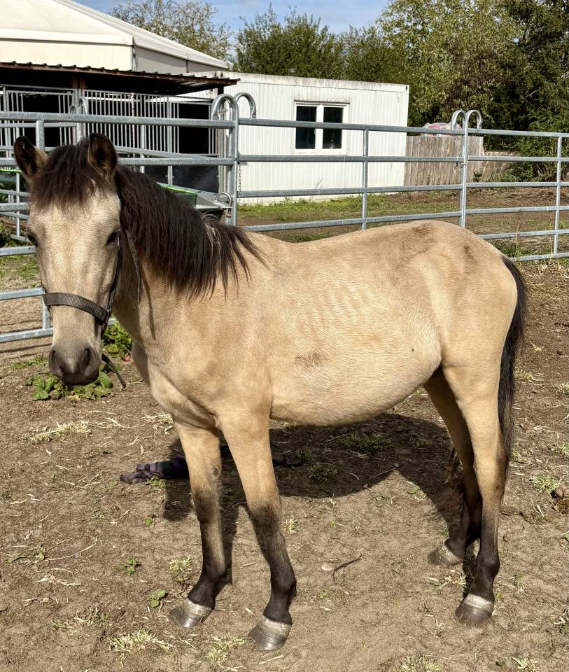 Magnifique Poulain Poney Isabelle 