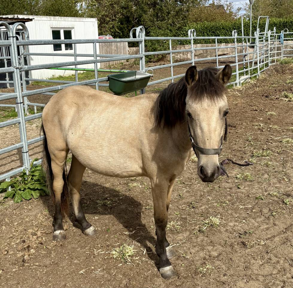 Magnifique Poulain Poney Isabelle 