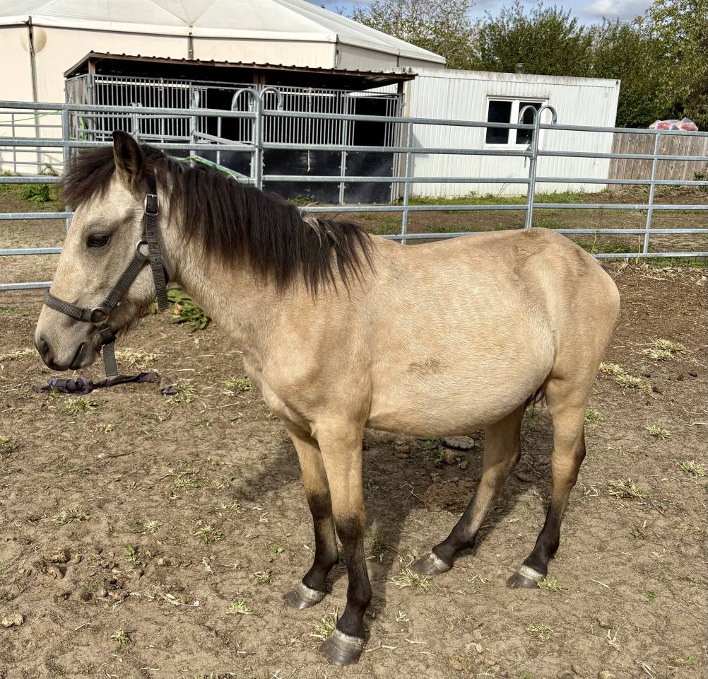Magnifique Poulain Poney Isabelle 