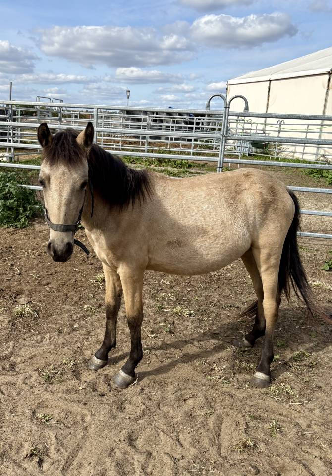 Magnifique Poulain Poney Isabelle 