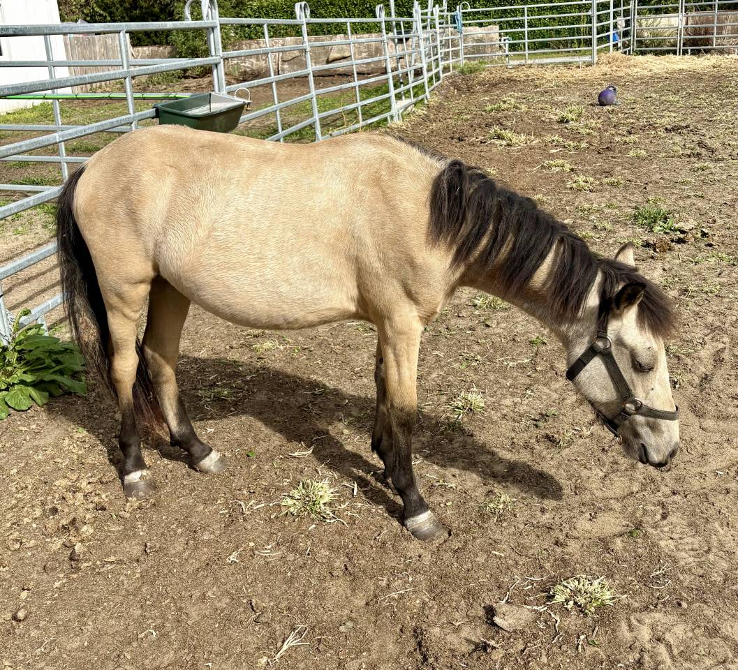 Magnifique Poulain Poney Isabelle 