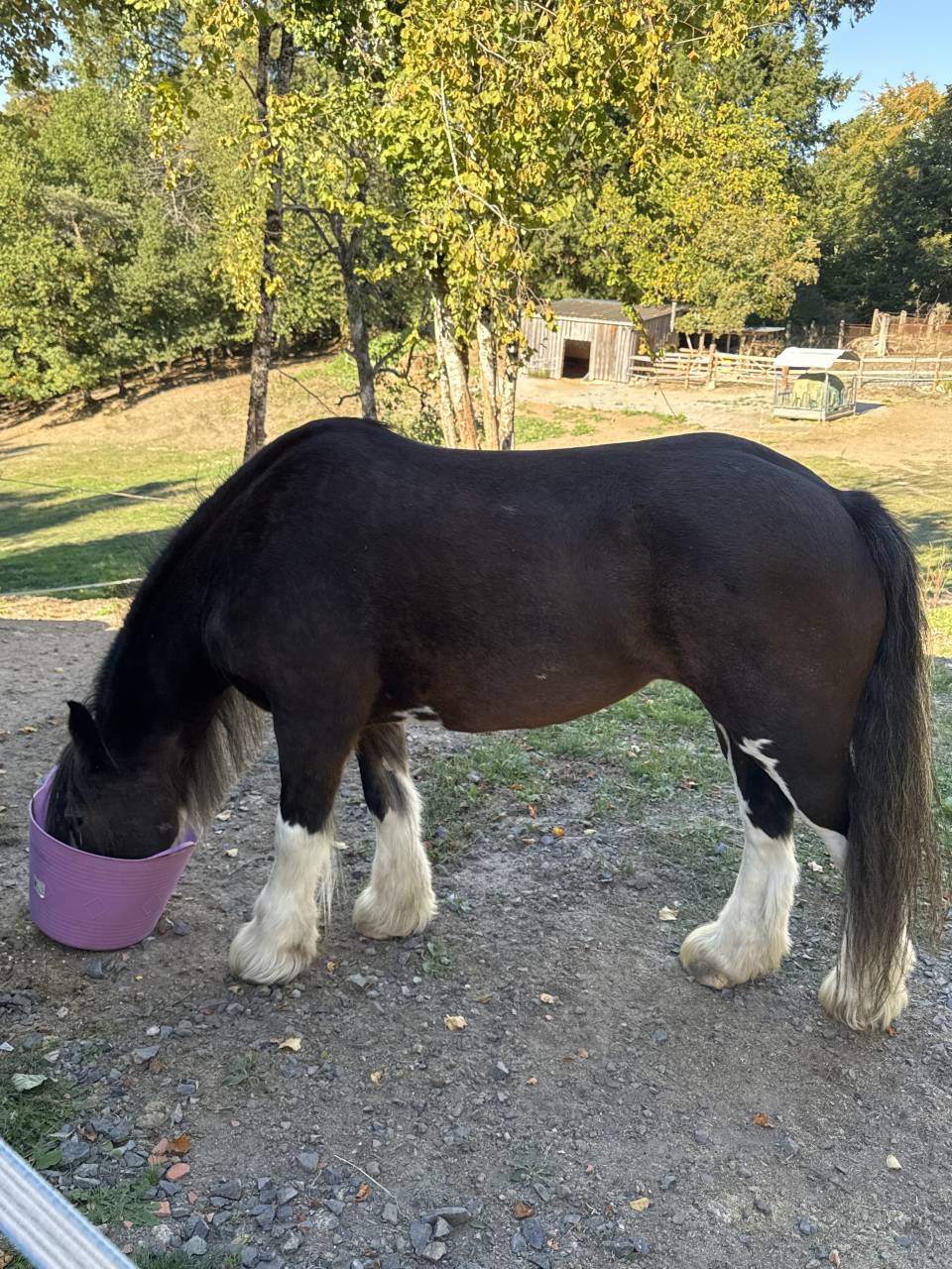 Jument Gypsy Cob