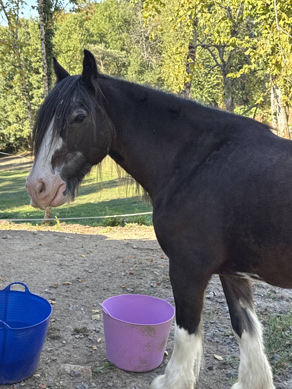 Jument Gypsy Cob