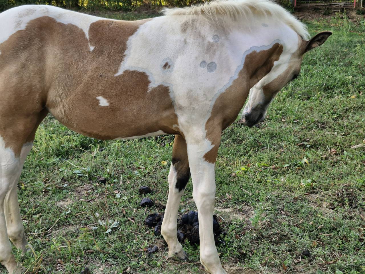 Pouliche paint 