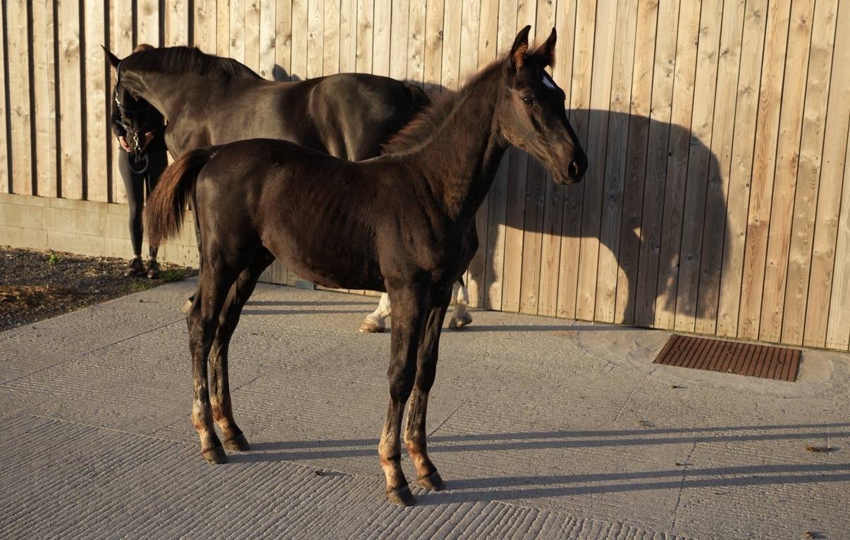 Magnifique poulain SBS par Pegase van't Ruytershof