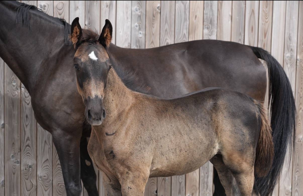 Magnifique poulain SBS par Pegase van't Ruytershof
