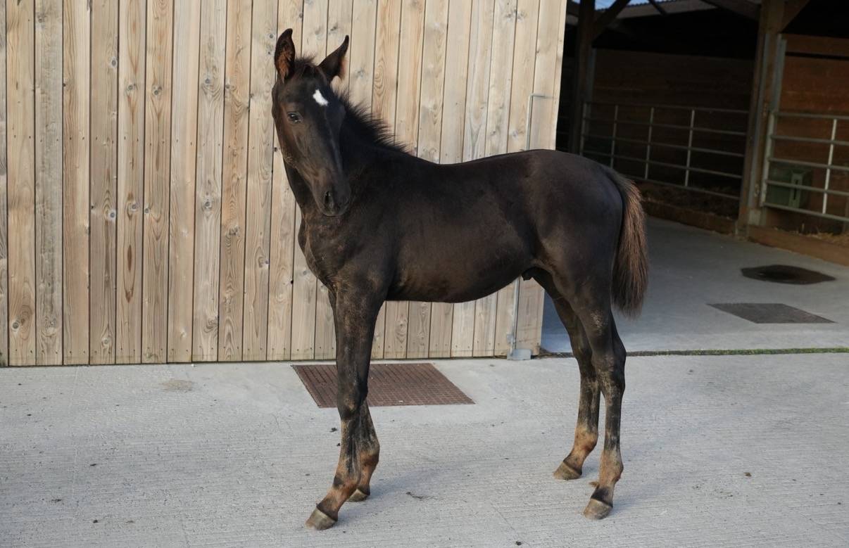 Magnifique poulain SBS par Pegase van't Ruytershof