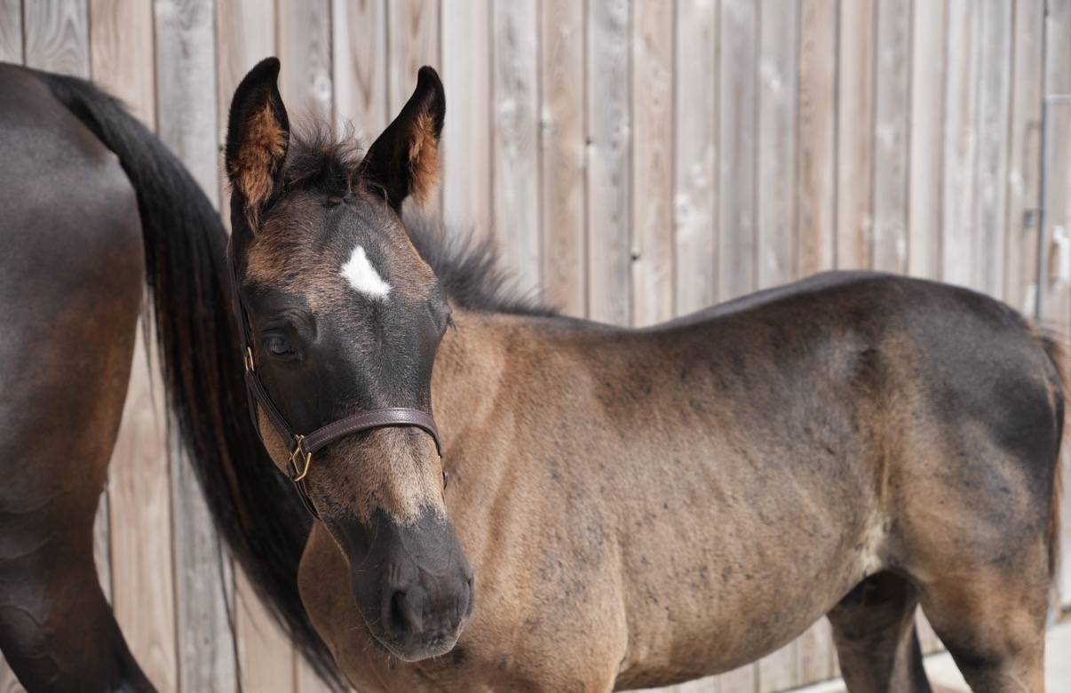 Magnifique poulain SBS par Pegase van't Ruytershof