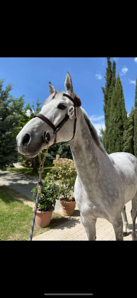 Cheval &agrave; vendre de 13 ans saute 1.40-45 